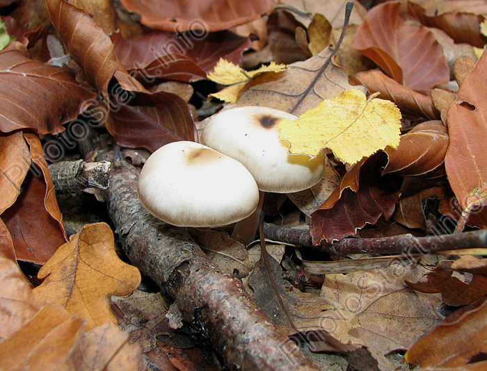 Два грибочка среди опавших листьев.