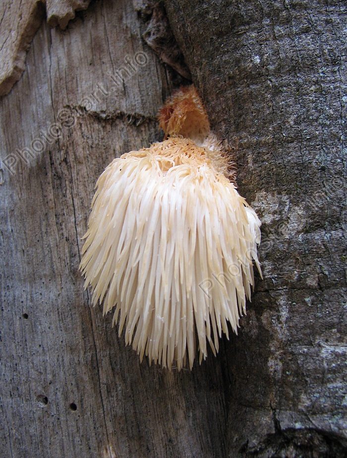Древесный гриб семейства ежовиковых.
