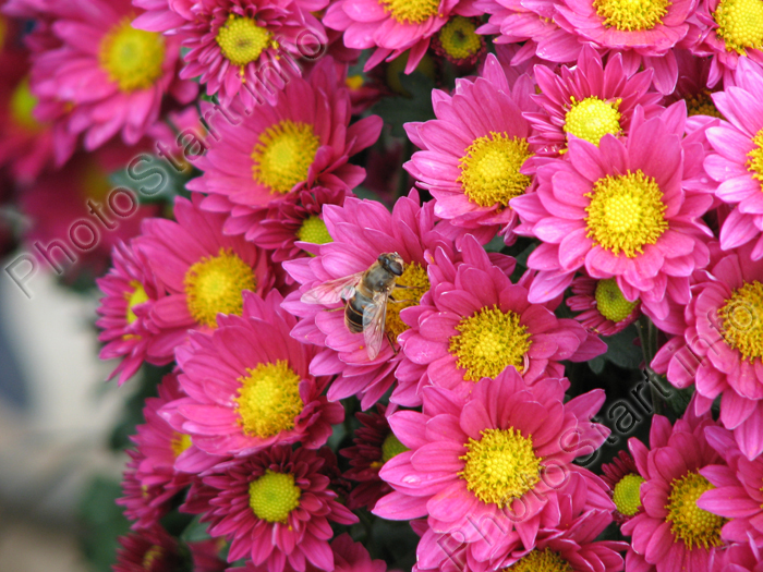 Пчела на цветке  темно-розовой хризантемы.