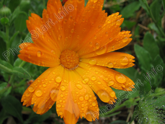 Цветок календулы в дождевых каплях
