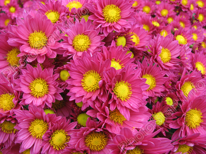 Цветочная композиция из темно-розовых хризантем.