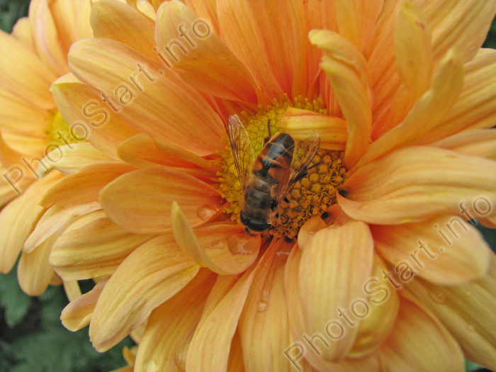 Осенняя хризантема Драматик (Dramatic) с сидящей внутри пчелой.