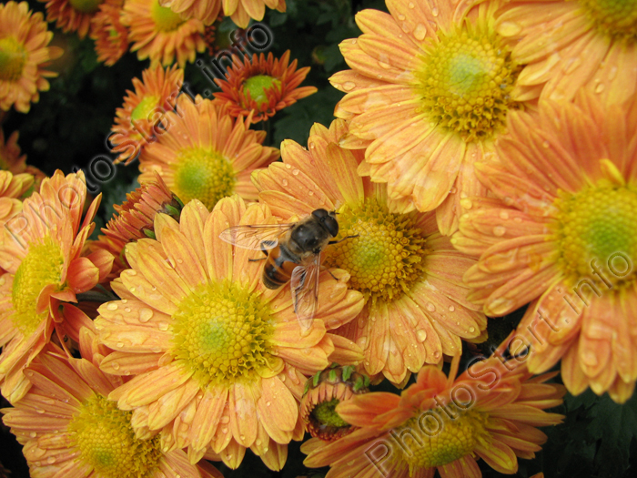 Пчела на цветах хризантем.