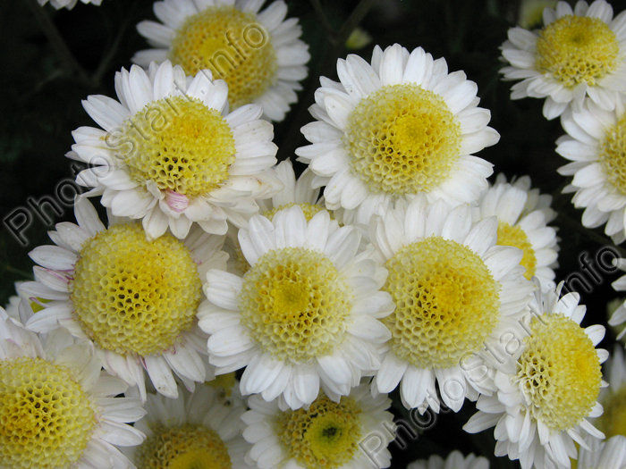 Белые хризантемы с желтоватыми серединками. Сорт: Горный Хрусталь, селекция НБС.