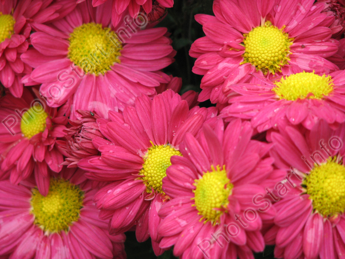 Цветочная композиция из ярко-розовых хризантем Корсика селекции НБС.