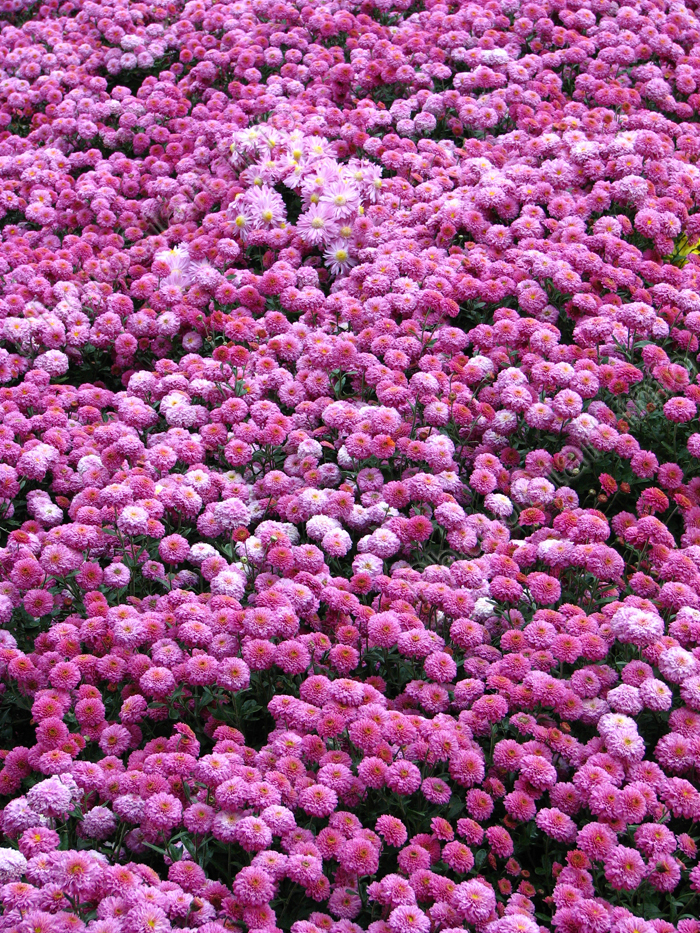 Розовая хризантема Веселые Ребята.