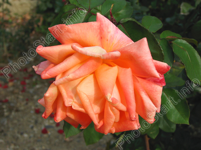 Бледно-оранжевая чайная роза.