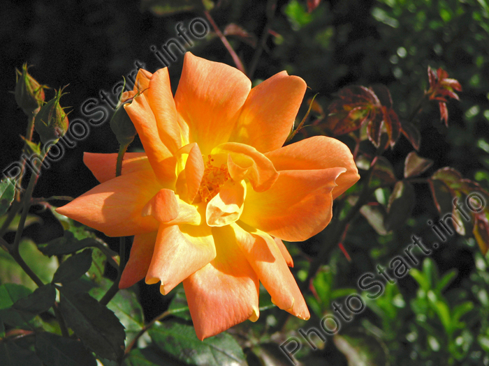 Чайно-гибридная роза Золотой Юбилей. Селекция Никитского ботанического сада.
