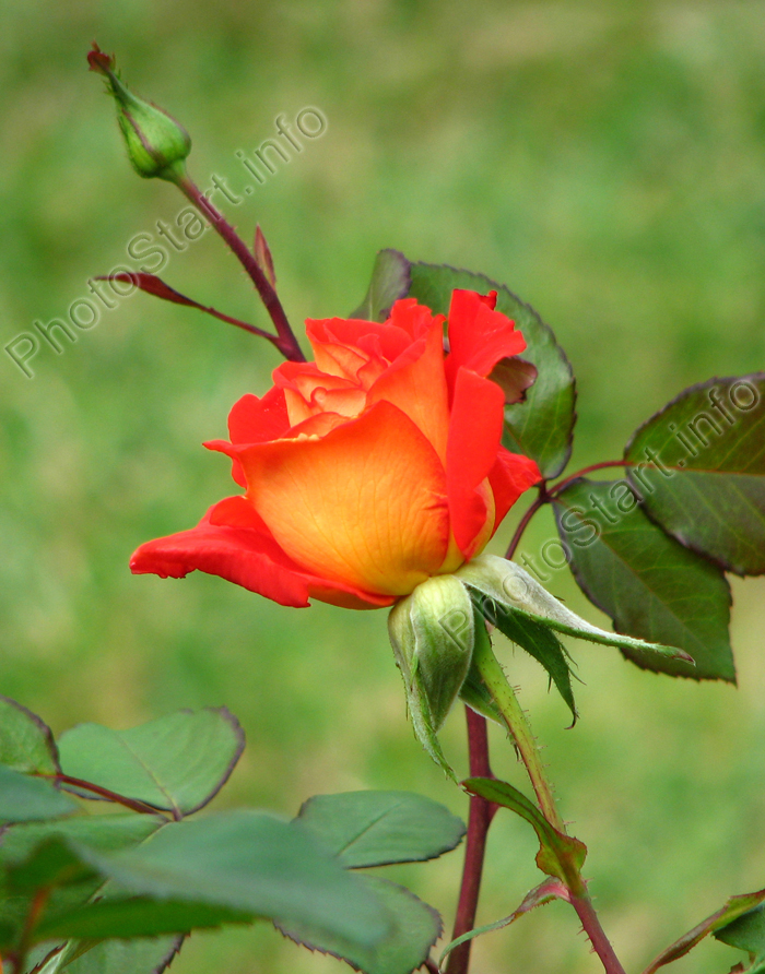 Бутон двухцветной розы.