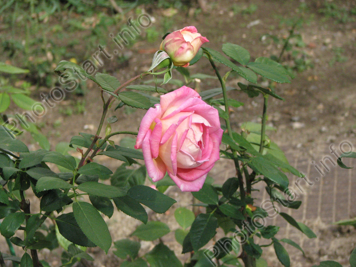 Розовая роза на клумбе.