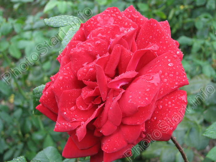 Красная роза Татьяна.