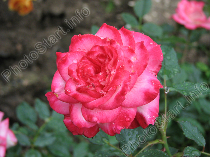 Роза с красным "румянцем".