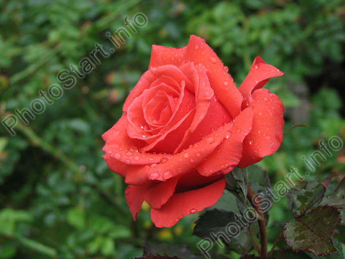 Роза Тропикана (Tropicana).