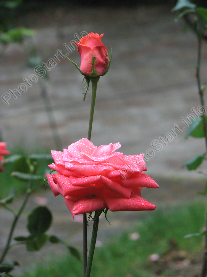 Розовая роза с бутоном в каплях дождя.