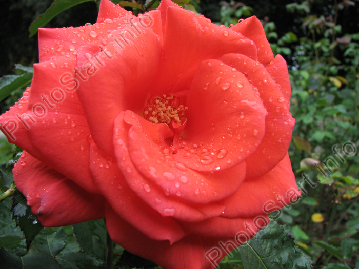 Роза в дождевых каплях.