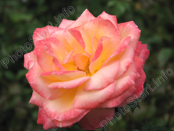 Роза Ругельда (Rugelda), оттенок персиковый, переходящий в красный.