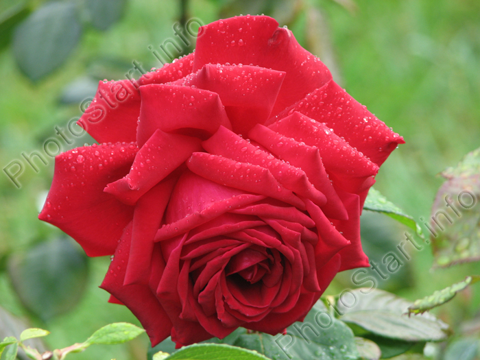 Крупная красная роза в капельках росы.