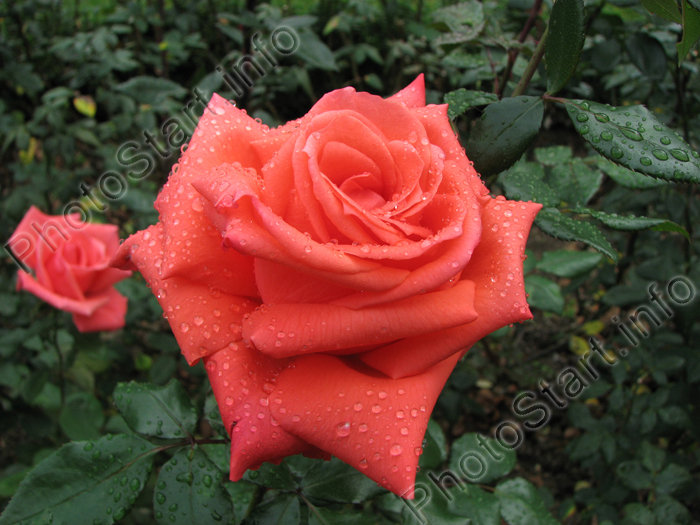 Прекрасная роза Проминент (Prominent).