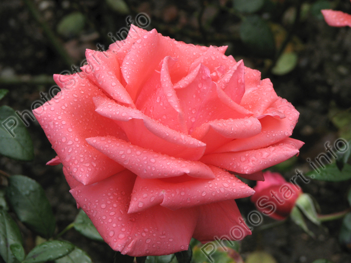 Розовая роза из коллекции Никитского ботанического сада