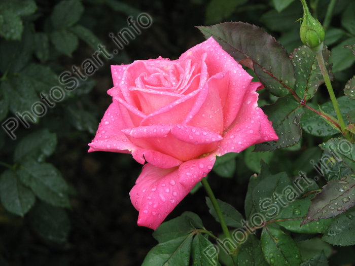 Розовая роза Лидия (Lydia).