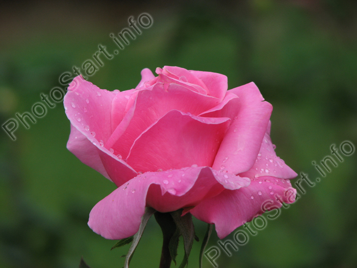 Ярко-розовая роза из Никитского сада