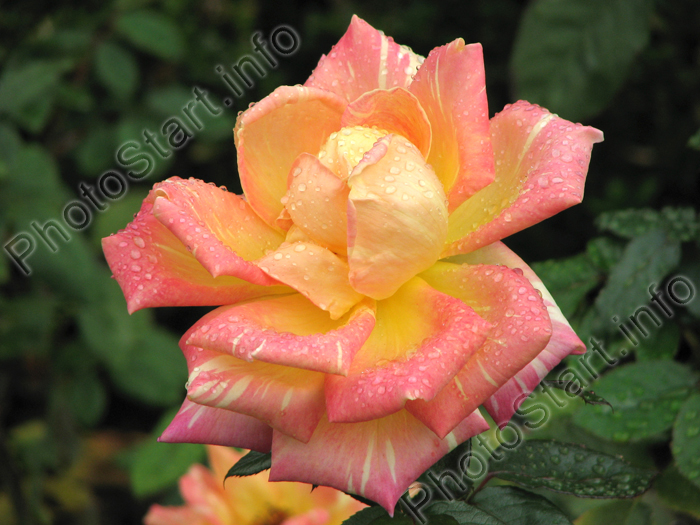 Двухцветная Роза Марвел (Marvelle) после дождя.