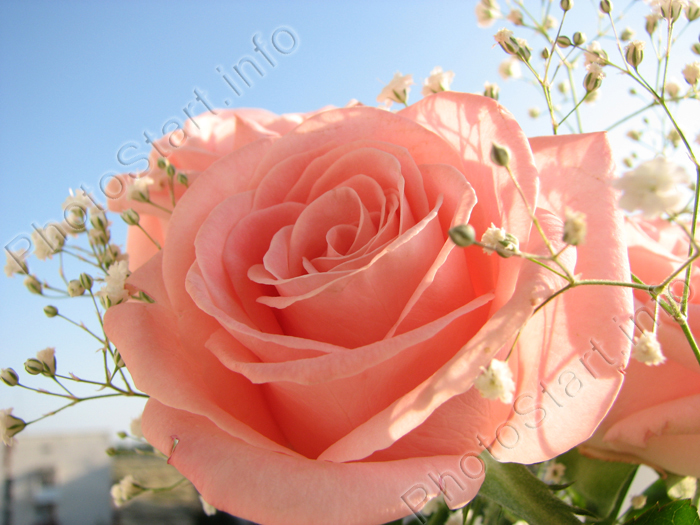 Розовая роза, украшенная белыми цветками
