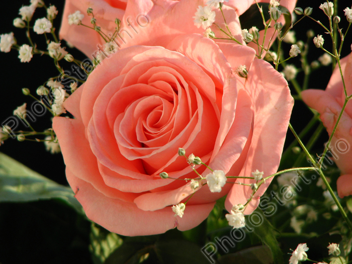 Розовая роза, украшенная белыми цветками.