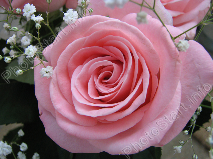 Розовая роза для свадебного букета.