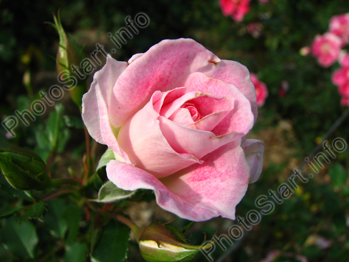 Открывающийся бутон розовой розы.
