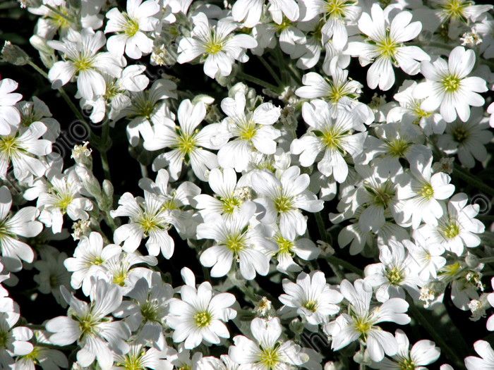 Цветок церастиум, или летний снег.