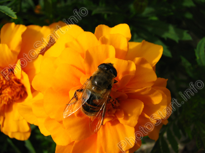 Пчела на оранжевом цветке бархатца.