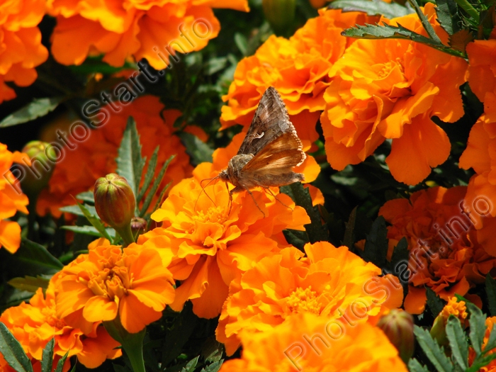 Крылатый гость на оранжевых цветах бархатцев.