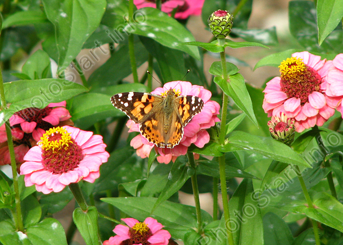 Бабочка репейница (Cynthia cardui) на цветке майора.