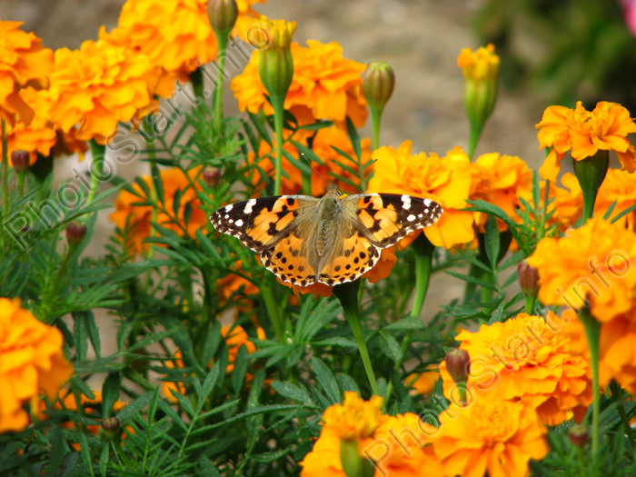 Бабочка репейница (Cynthia cardui) на оранжевом цветке.