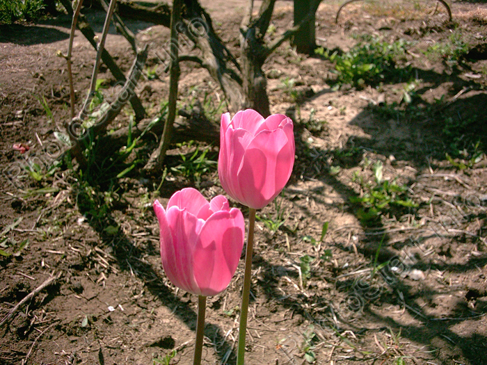Два розовых тюльпана.