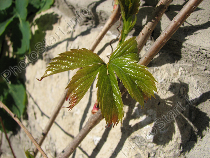 Молодой листок дикого винограда.