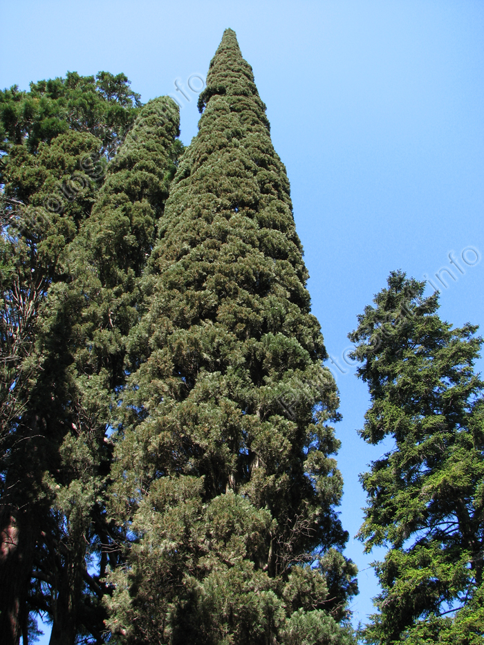 Кипарис из Никитского ботанического сада.