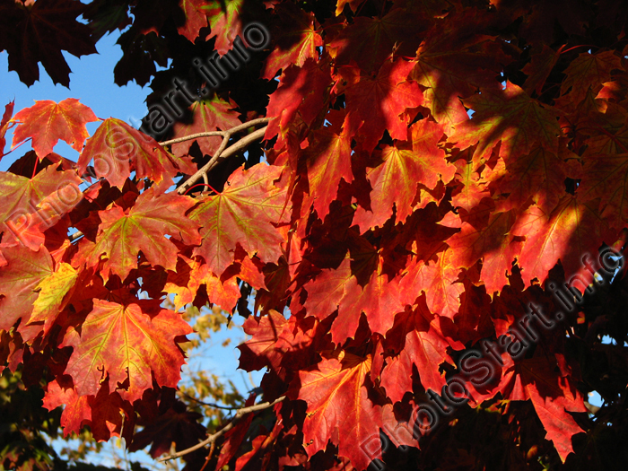 Красные листья осеннего клёна.