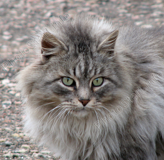 Пушистый серый кот. Портрет.