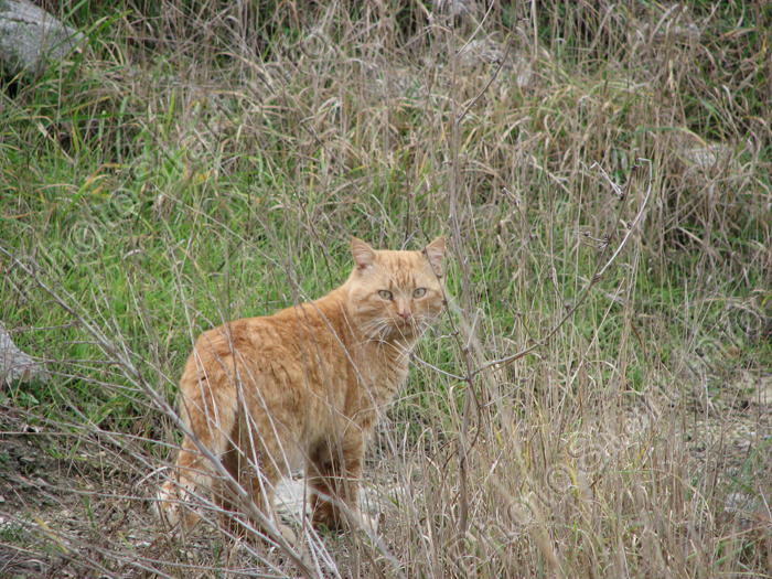 Рыжий кот в траве.