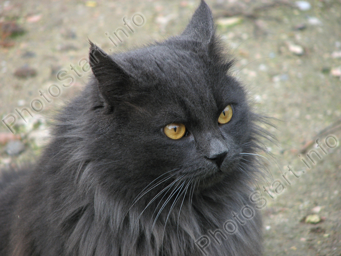 Желтоглазый серый кот - 1.