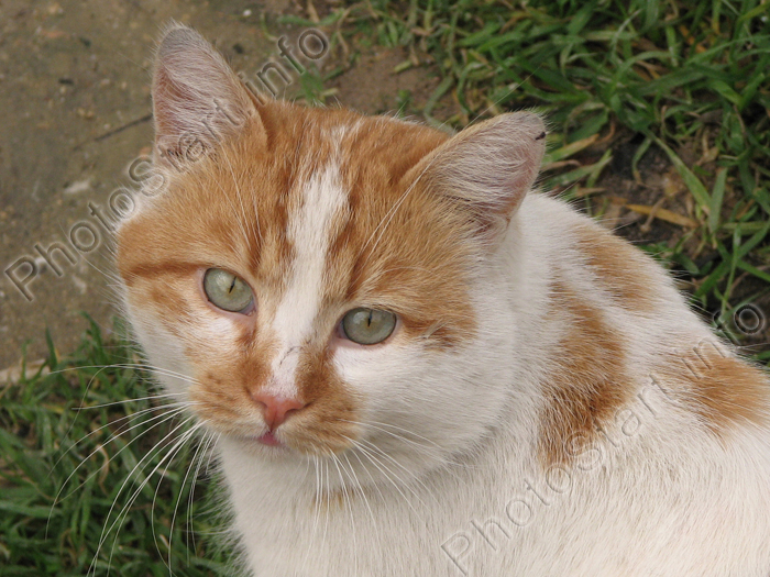 Бело-рыжий кот. портрет.