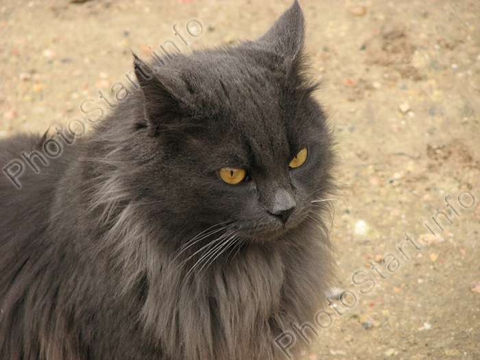 Желтоглазый серый кот - 2.