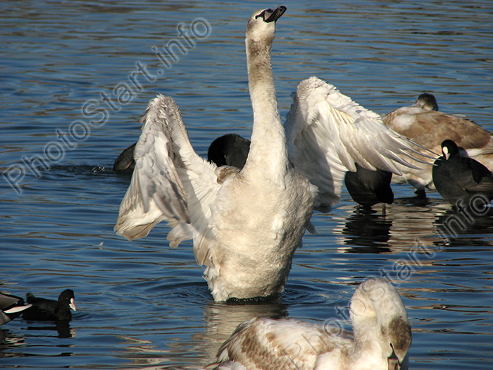 Лебеди в Севастополе. Молодой лебедь машет крыльями.