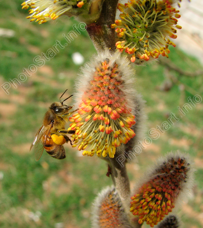 Пчела собирает мед на цветках вербы.
