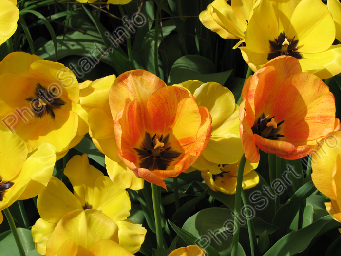 Желтые тюльпаны Президент Кеннеди в саду.