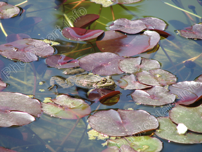 Плывущая лягушка в пруду Никитского Ботанического Сада.
