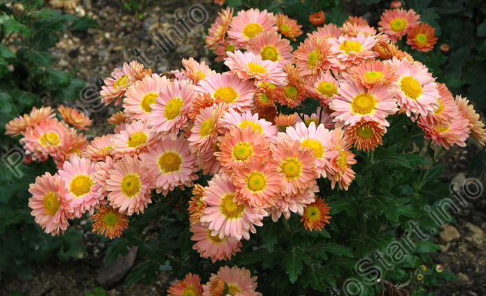 Цветущие хризантемы Арт Деко.