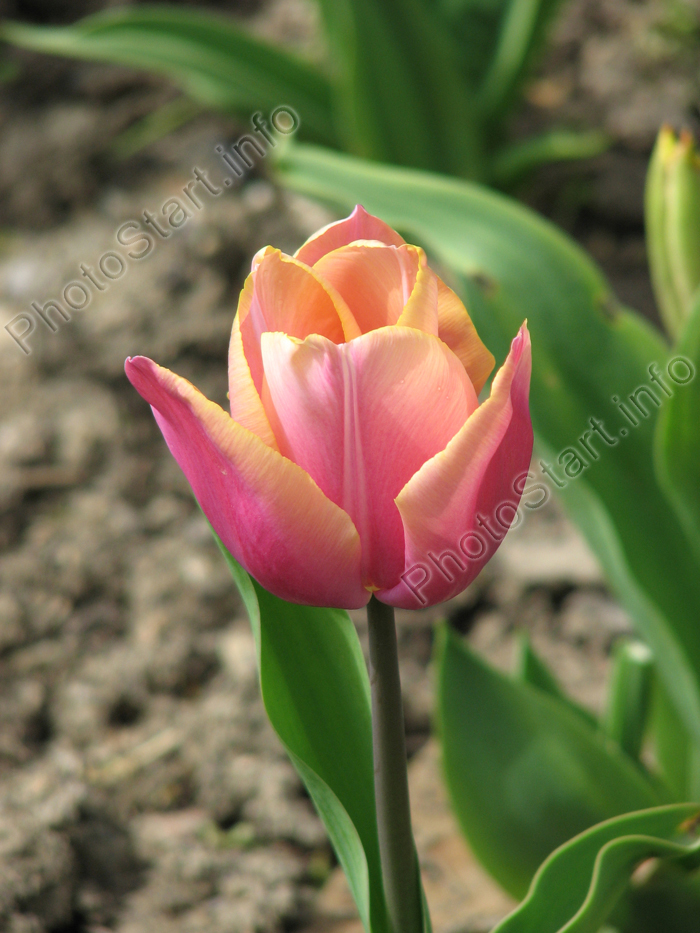 Розово-карамельный тюльпан Блашин Леди (Blushing Lady).